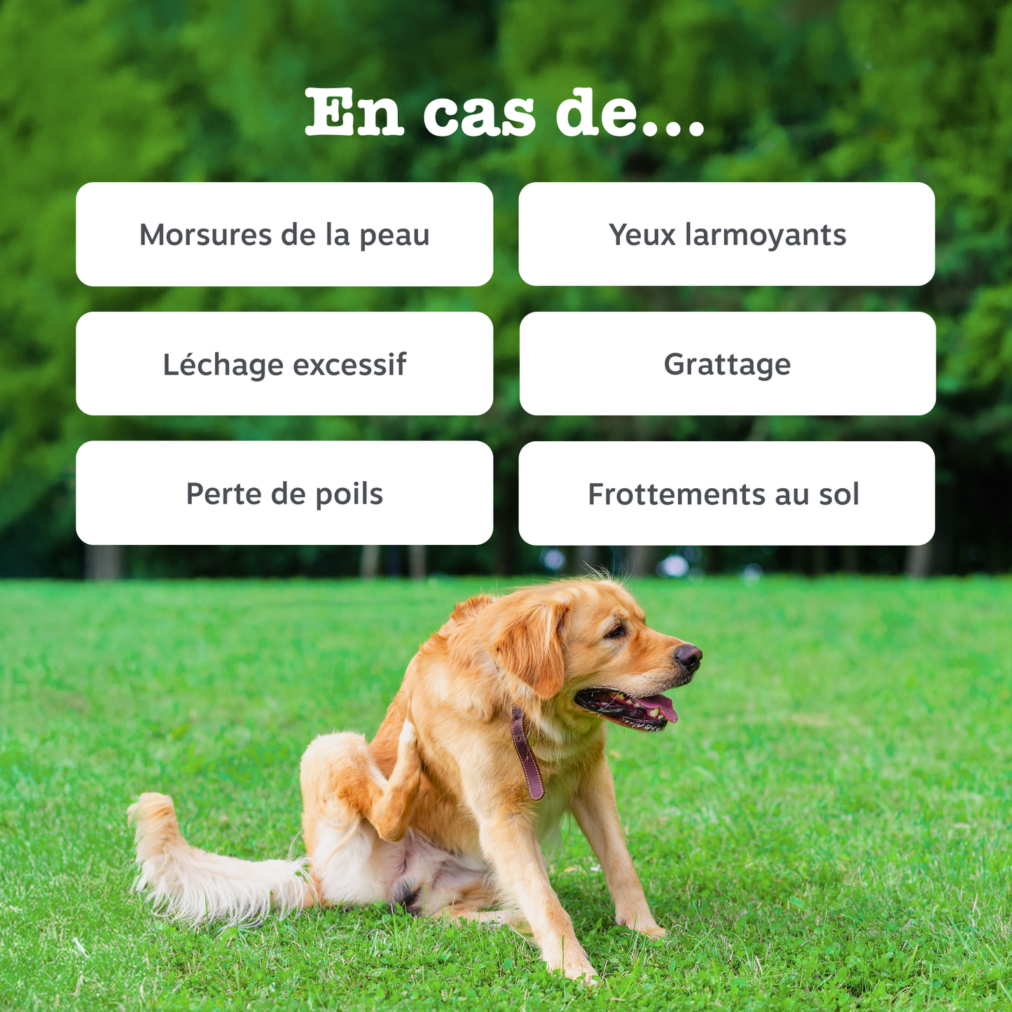 Allergy & Immunity Chews