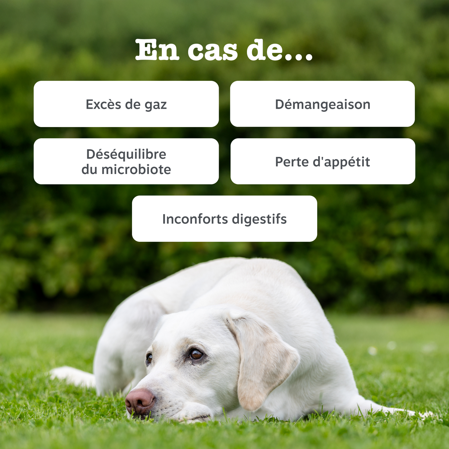 Probiotic Chews