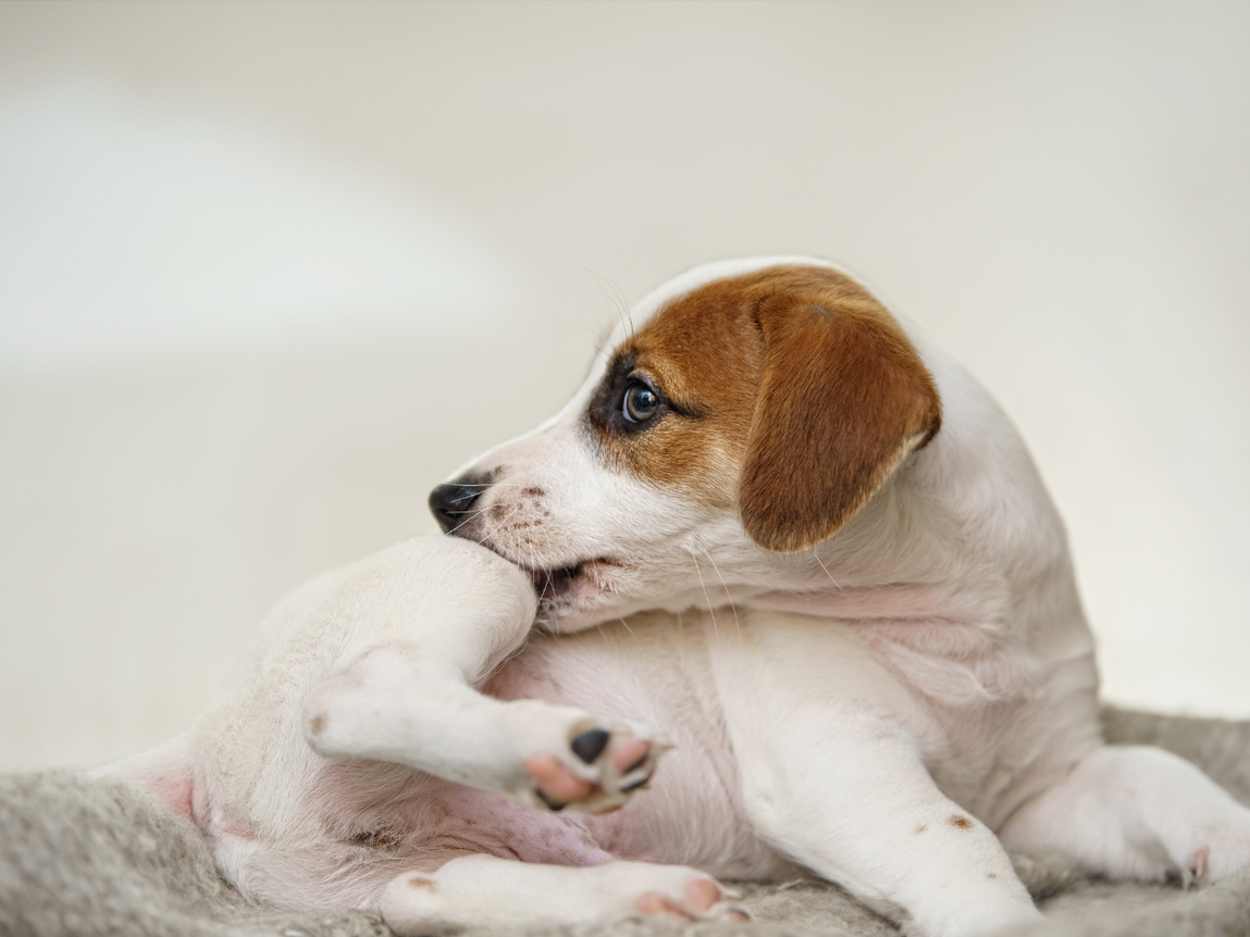 Recognising the Signs of Allergies in Dogs