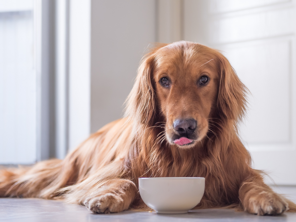 Foods to Avoid Feeding Your Dog