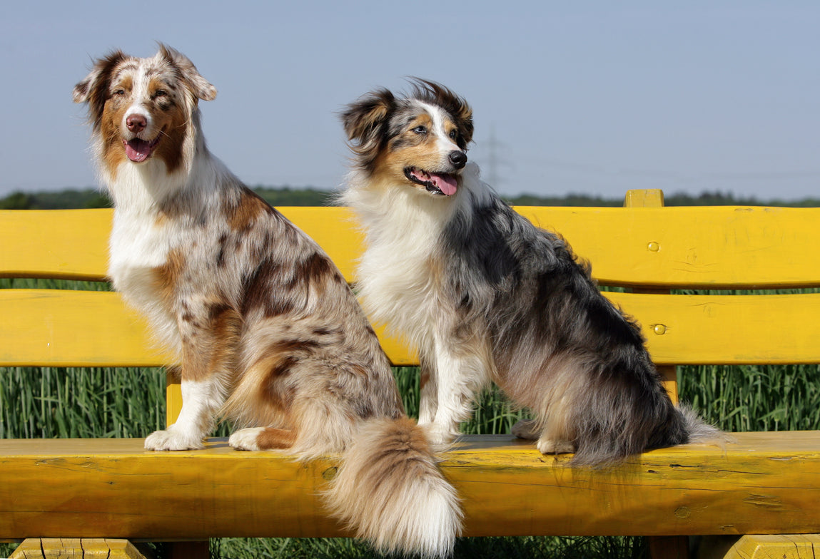 Two Australian Shepherds on a yellow bench