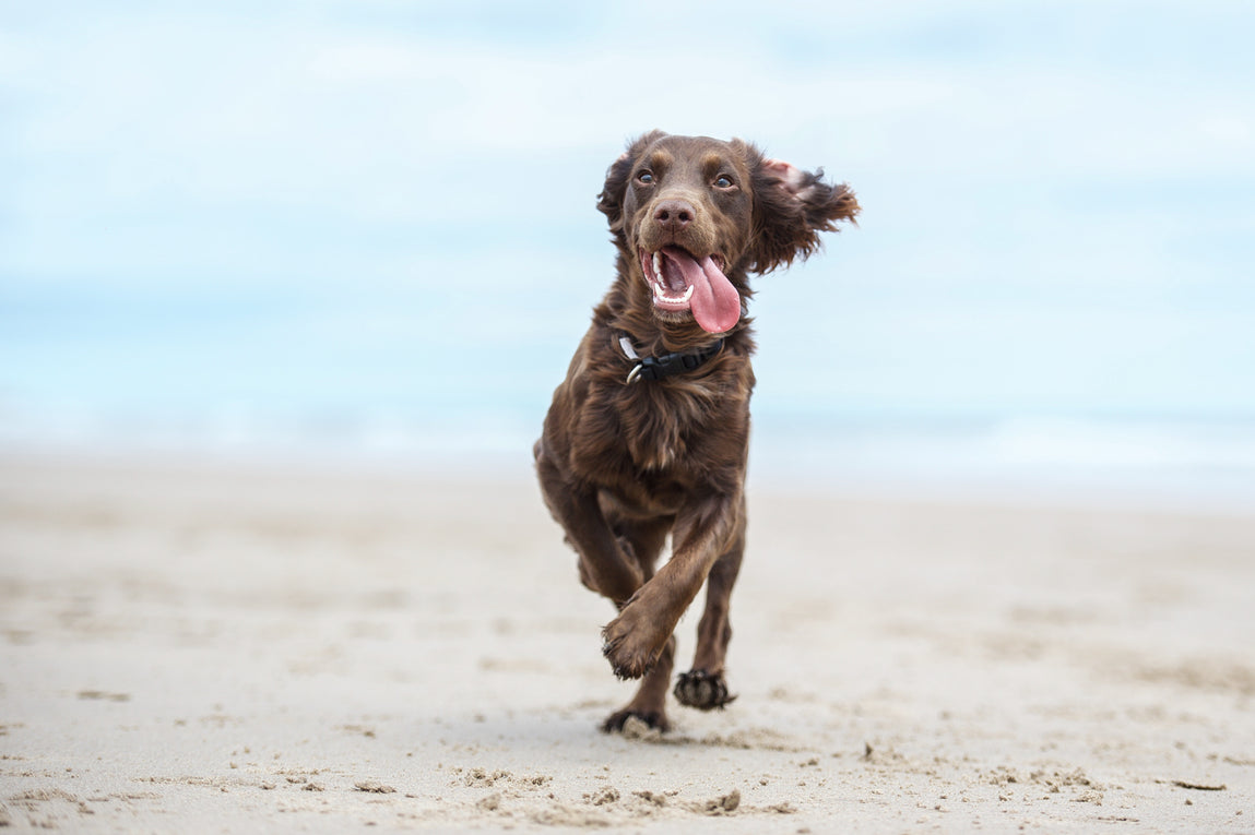 Brown spaniel running on the beach with his tongue out