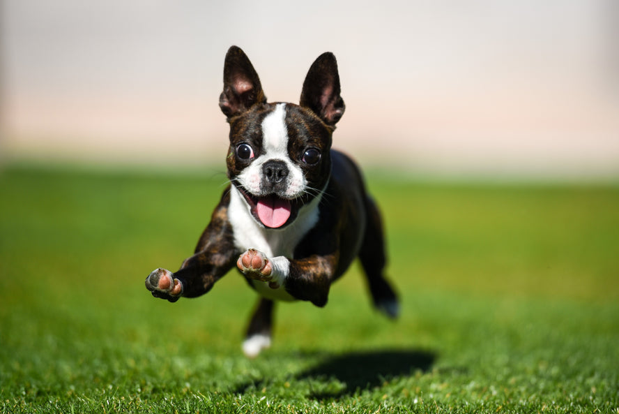 Happy black and white french bulldog running on the grass