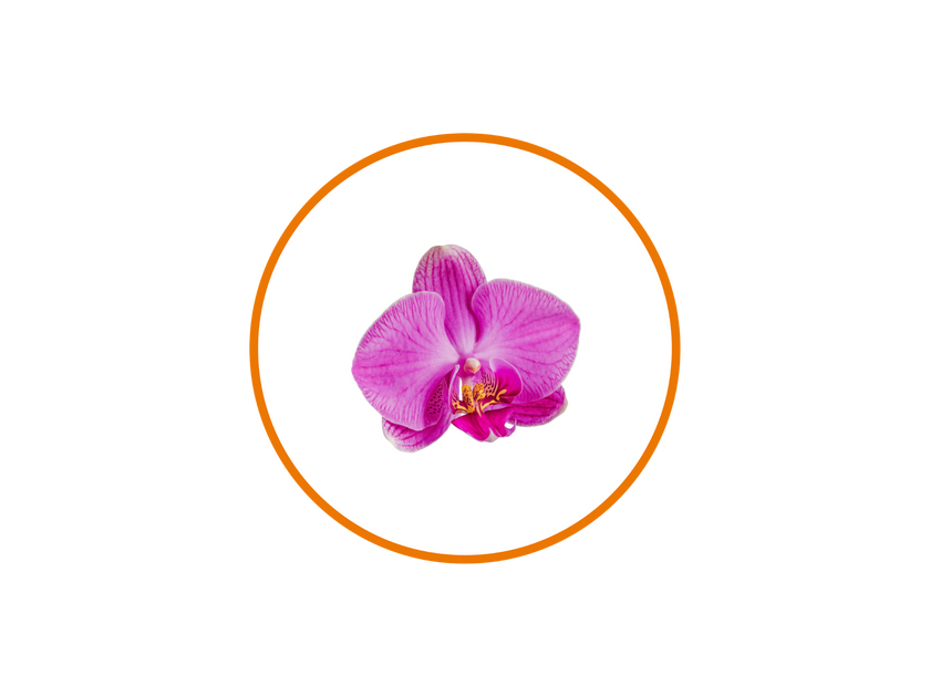 Orchid Mist Fragrance