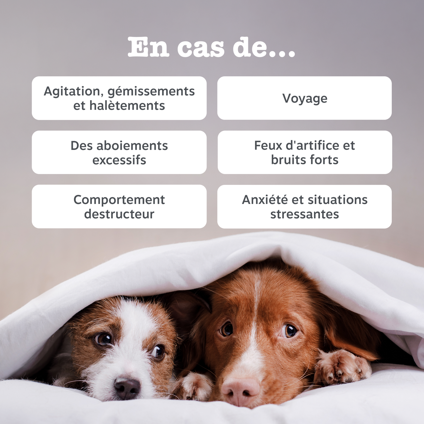 Calming Chews