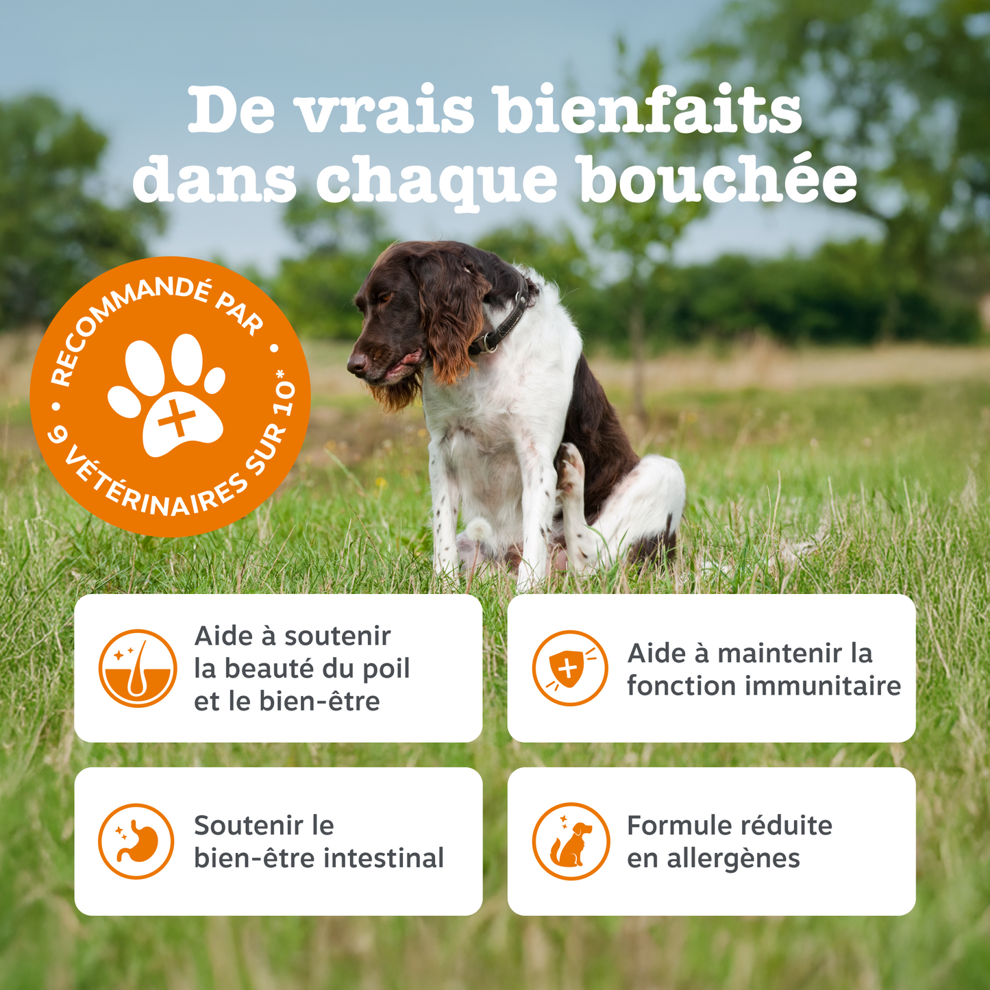 Senior Advanced Allergy & Immunity Chews